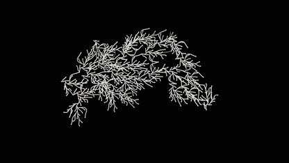 Algues (Algae)