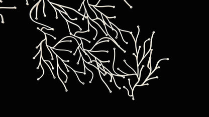 Algues (Algae)