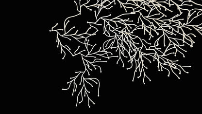 Algues (Algae)