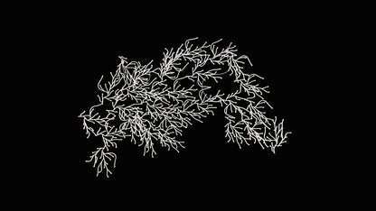 Algues (Algae)