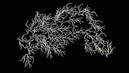 Algues (Algae)